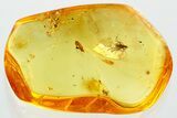 Detailed Fossil Ant, True Midge, and Flower Anther In Baltic Amber #372628-1